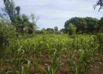Hampir Sebulan Tidak Ada Hujan, Tanaman Jagung Milik Petani di Lembata Mulai Layu