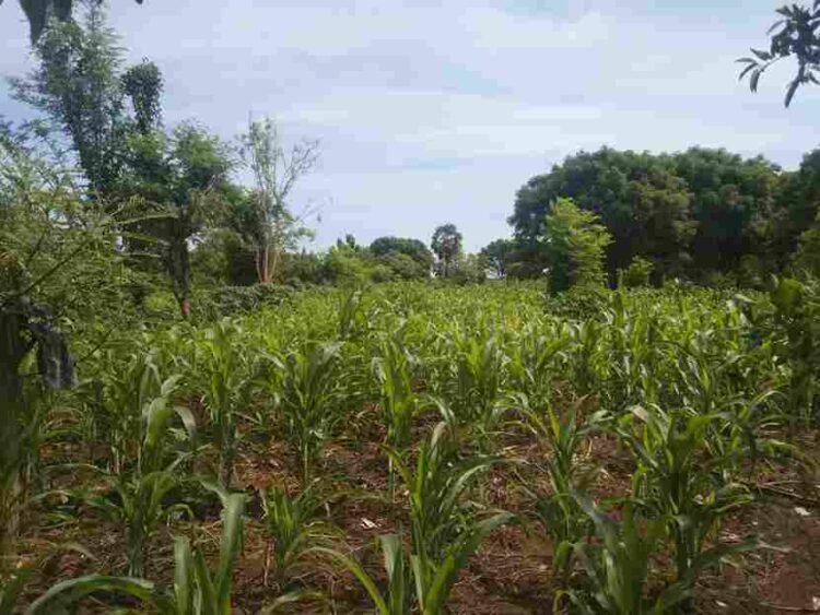 Hampir Sebulan Tidak Ada Hujan, Tanaman Jagung Milik Petani di Lembata Mulai Layu