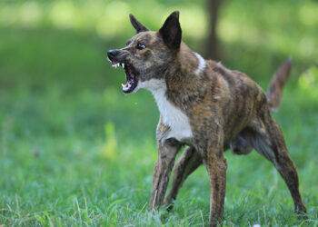 Bukan Rabies, Kasus Anjing Gigit Orang di Lembata Tinggi, Semester I 2023 Ada 300 Kasus