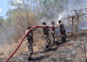 Satpol PP Lembata Berhasil Padamkan Karhutla, Bupati Matheos Tan Imbau Masyarakat Waspada