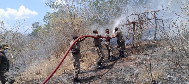 Satpol PP Lembata Berhasil Padamkan Karhutla, Bupati Matheos Tan Imbau Masyarakat Waspada