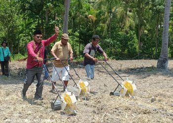 Kerja Nyata Dinas Pertanian Rayakan HUT OTDA Lembata Ke-24, Tanam Jagung untuk Ketahanan Pangan