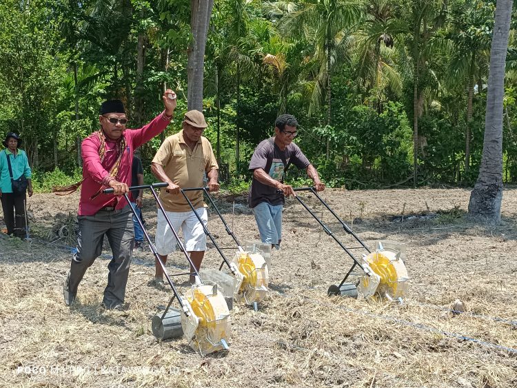 Kerja Nyata Dinas Pertanian Rayakan HUT OTDA Lembata Ke-24, Tanam Jagung untuk Ketahanan Pangan