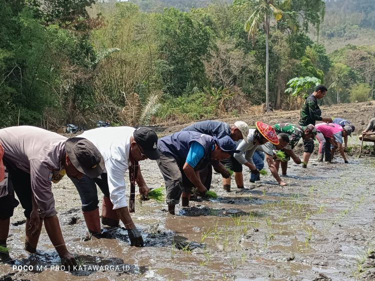 Cetak Sawah Irigasi dan Tanam Jagung, Bentuk Inovasi Pemdes Banitobo Perkuat Ketahanan Pangan Warga
