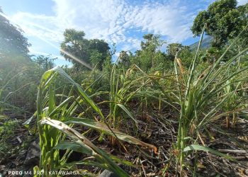 Tidak Ada Hujan, Puluhan Hektar Jagung di Lembata Terancam Gagal Panen
