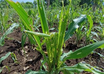 Hama Ulat Serang Puluhan Hektar Tanaman Jagung di Lembata