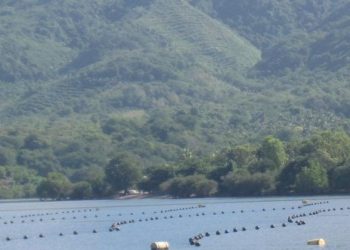 Jangan Takut, Investasi Mutiara di Teluk Lewoleba Tidak Halangi Usaha Tangkapan Nelayan, Luasan Hanya 45 Hektar