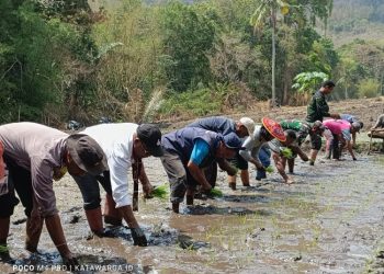 Manfaatkan Dana Desa, Pemdes Banitobo Mampu Bangun Ketahanan Pangan Masyarakat