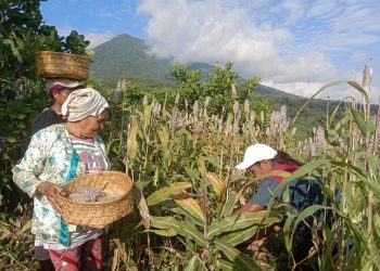 Kelompok Tani Ile Nogo dan Yaspensel Panen Sorgum 16 Hektar di Wuakerong