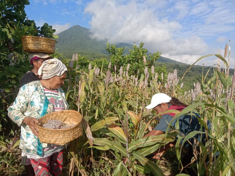 Kelompok Tani Ile Nogo dan Yaspensel Panen Sorgum 16 Hektar di Wuakerong