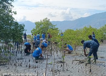 Sambut HUT RI Ke-79, PT Cendana Indopearls Tanam Ratusan Mangrove di Pesisir Lebatukan, Bukti Konservasi Alama yang Nyata