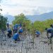 Sambut HUT RI Ke-79, PT Cendana Indopearls Tanam Ratusan Mangrove di Pesisir Lebatukan, Bukti Konservasi Alama yang Nyata