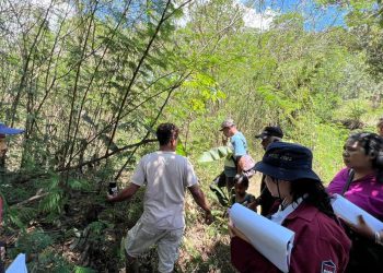 PLN Berhasil Identifikasi Kepemilikan Lahan dan Inventarisasi Tegakan Proyek PLTP Atadei