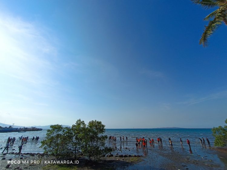 Peringati HUT OTDA Lembata Ke-25, Ratusan Siswa SD dan SMP di Lewoleba Tanam Mangrove