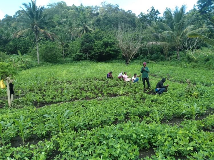 Jelang Idul Fitri, PLN dan Kelompok Tani Nubahaeraka Akan Panen Hasil dari CSR Berbasis Pertanian