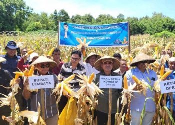 Bupati Kanis Tuaq Gandeng Bulog, Beli Jagung Hibrida Rp5.500 Per Kilo : Bentuk Nyata Dukungan Terhadap Petani