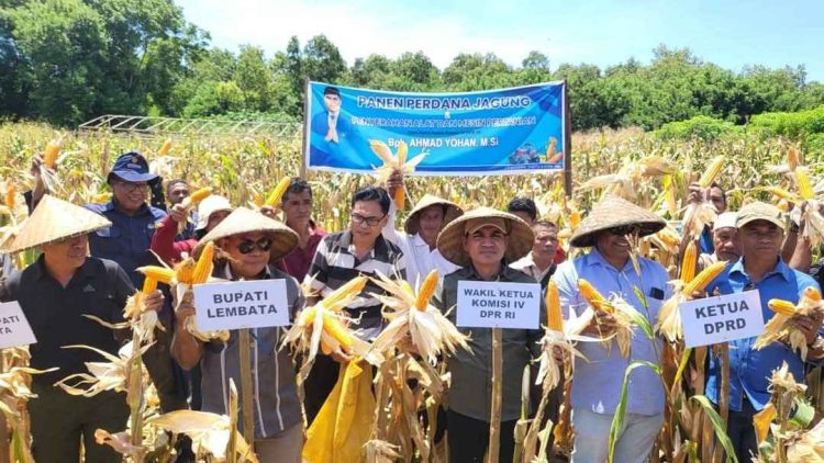 Bupati Kanis Tuaq Gandeng Bulog, Beli Jagung Hibrida Rp5.500 Per Kilo : Bentuk Nyata Dukungan Terhadap Petani