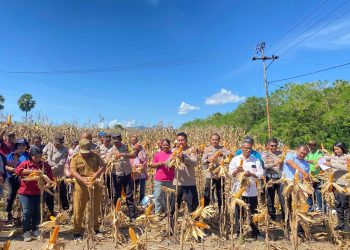 Polres Lembata Panen Raya Jagung di Ile Ape, Sukseskan Program Ketahanan Pangan yang Digagas Prabowo