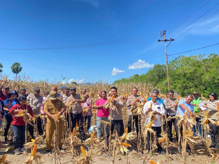 Polres Lembata Panen Raya Jagung di Ile Ape, Sukseskan Program Ketahanan Pangan yang Digagas Prabowo