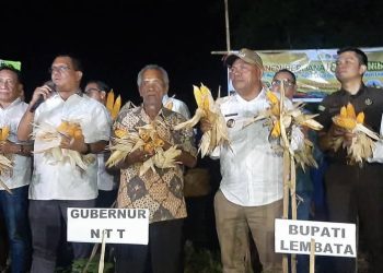 Gubernur NTT Panen Perdana Jagung Hibrida di Lembata, Wujud Nyata Pemberdayaan Ekonomi Rakyat