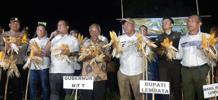 Gubernur NTT Panen Perdana Jagung Hibrida di Lembata, Wujud Nyata Pemberdayaan Ekonomi Rakyat