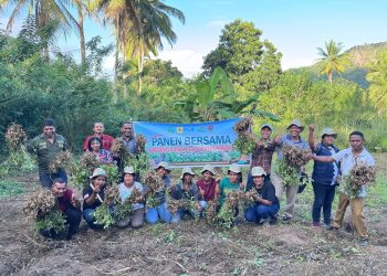 Kelompok Tani Nubahaeraka Sekitar Kawasan Pembangunan PLTP Atadei Sukses Gelar Panen Bersama