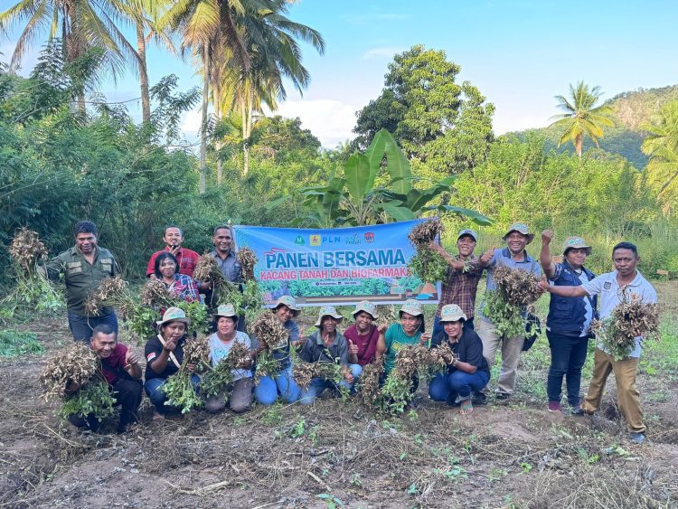 Kelompok Tani Nubahaeraka Sekitar Kawasan Pembangunan PLTP Atadei Sukses Gelar Panen Bersama