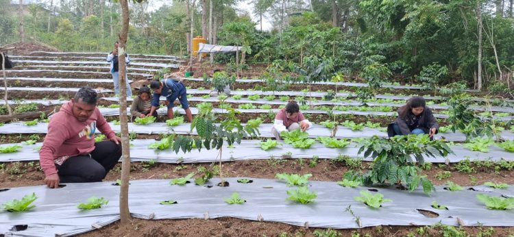 Inisiatif Kelompok Tani Binaan PLN UIP Nusra: Poco Leok Menuju Lumbung Sayur