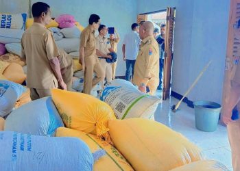 Harga Jagung Anjlok ke Rp 3.500 Per Kilo, Janji Bupati Kanis Tuaq Soal Bulog Hanya Omong Kosong