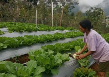 PLN Dorong Pertanian Modern di Poco Leok Lewat Program Electrifying Agriculture