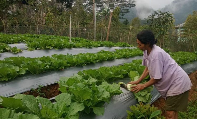 PLN Dorong Pertanian Modern di Poco Leok Lewat Program Electrifying Agriculture