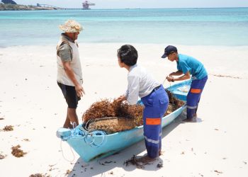 PLN UIP Nusra dan Politeknik KP Kupang Berdayakan Masyarakat Lewat Budidaya Rumput Laut