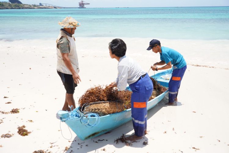 PLN UIP Nusra dan Politeknik KP Kupang Berdayakan Masyarakat Lewat Budidaya Rumput Laut