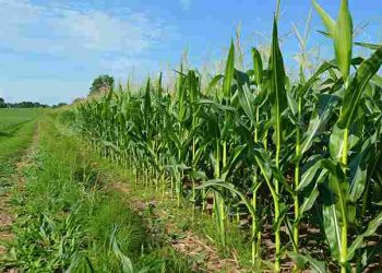 Program Tanam Jagung APBN di Lembata Sasar 3.609 Hektar, Pemerintah Hanya Kirim Benih