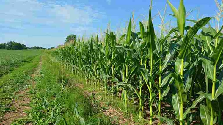 Program Tanam Jagung APBN di Lembata Sasar 3.609 Hektar, Pemerintah Hanya Kirim Benih