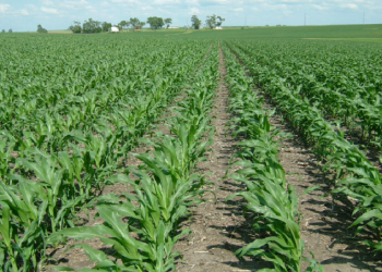 Musim Tanam 2025, Lembata Sediakan 3.609 Hektar Lahan dan 35 Ton Pupuk Subsidi