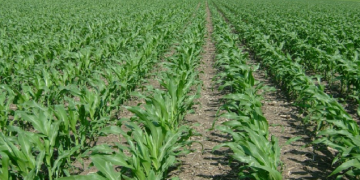 Musim Tanam 2025, Lembata Sediakan 3.609 Hektar Lahan dan 35 Ton Pupuk Subsidi