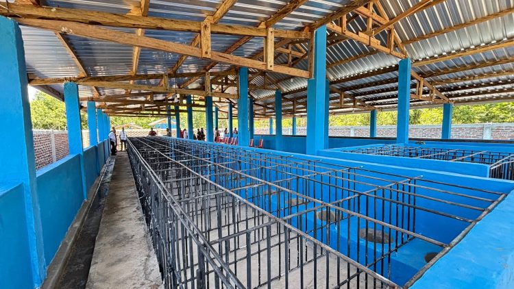 Kandang Babi, Ambisi Besar, dan Taruhan APBD Lembata