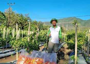 Hadakewa di Tengah Pemangkasan Dana Desa: Strategi Klemens Kwaman Menolak Ketergantungan