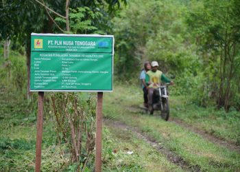 PLN Tanam 30 Ribu Pohon, Perkuat Rehabilitasi DAS Manni di Sumbawa
