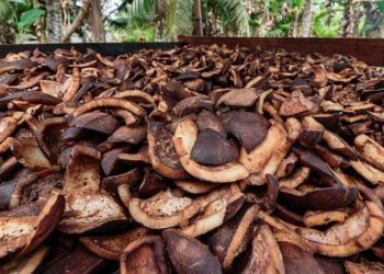 Harga Komoditi Lembata Melemah di Awal 2026