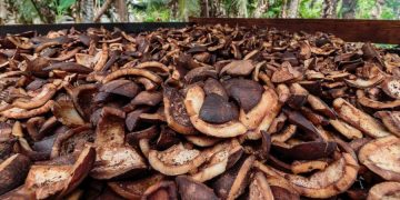 Harga Komoditi Lembata Melemah di Awal 2026