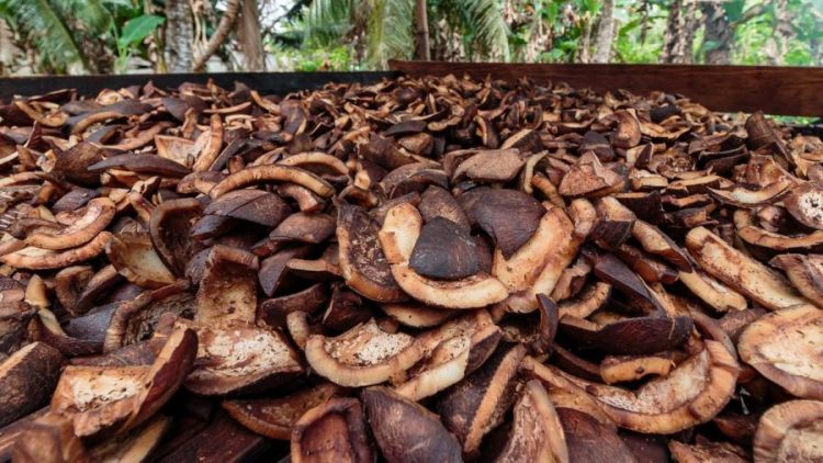 Harga Komoditi Lembata Melemah di Awal 2026