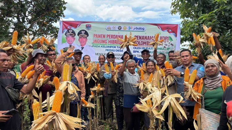 Dari Ladang Paubokol, Harapan Itu Tumbuh: Kelompok Tani Peduli Paubokol Panen Jagung Bersama Bupati Lembata
