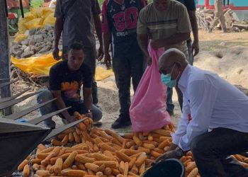 Pemkab Lembata Buka Pembelian Jagung, Petani Terima Pembayaran Langsung