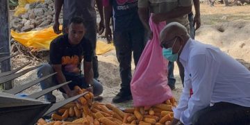 Pemkab Lembata Buka Pembelian Jagung, Petani Terima Pembayaran Langsung