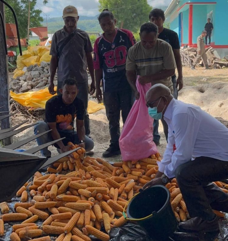 Pemkab Lembata Buka Pembelian Jagung, Petani Terima Pembayaran Langsung