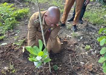 Bupati Kanis Dorong Pengembangan Jambu Mete Skala Besar di Lembata