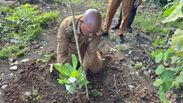 Bupati Kanis Dorong Pengembangan Jambu Mete Skala Besar di Lembata