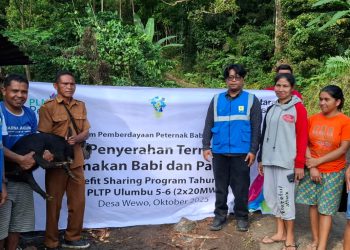 PLN Perkuat Pemberdayaan Ekonomi Berbasis Lokal, Program Ternak di Desa Wewo Sekitar Pengembangan PLTP Ulumbu Tunjukkan Dampak Positif